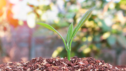 Avocado seedlings growing in the morning sunshine
