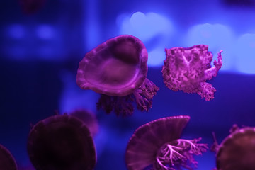 Upside down jellyfish in the water.