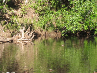 Wild ducks - Environmental preservation allows the observation of wild birds within the city limits