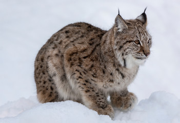 European linx in winter, Norrbotten, Sweden © paolo maria airenti