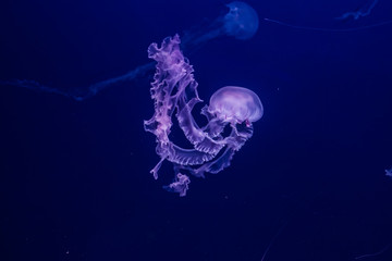 Purple striped jellyfish in the water.
