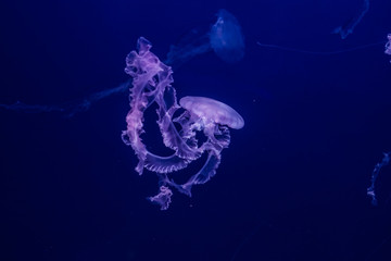 Purple striped jellyfish in the water.