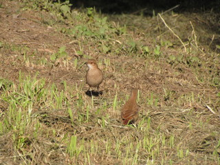 Chestnut-bellied Seed-Finch - Sporophila angolensis - Environmental preservation allows the observation of wild birds within the city limits