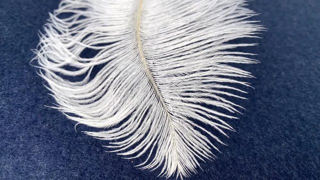 white fluffy ostrich feather on a dark blue background, concept of lightness, luxury