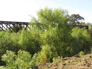Fototapeta premium River with its preserved riparian forests