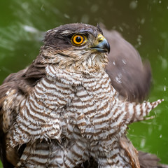 Eurasian Sparrowhawk - Accipiter nisus, beautiful bird of prey form Euroasian forests and woodlands, Hortobagy, Hungary.