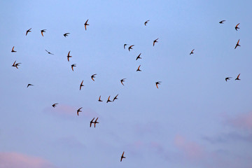 A flock of  flying black swifts. Common Swift (Apus apus).