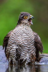 Eurasian Sparrowhawk - Accipiter nisus, beautiful bird of prey form Euroasian forests and woodlands, Hortobagy, Hungary.