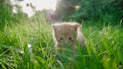 Naklejka na ściany i meble Cute Ginger Kitten with Blue Eyes is Walking Timidly in Green Grass with Dew with Beautiful Sunlight and Lense Flare. Low Angle