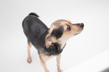 Cute unhappy dog bathes. Stands in the bathroom in, wants to get out