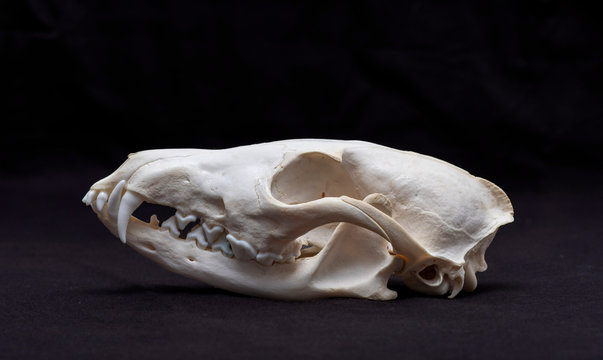 Fox skull