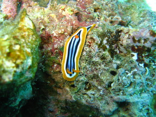 Nudibranch