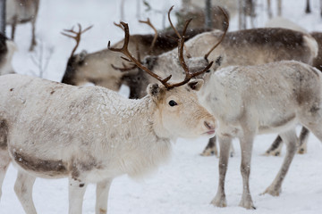 Naklejka na ściany i meble Reindeers in natural environment with snow, Lapland, north Sweden, during winter