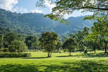 Fototapeta na wymiar Big tree with green grass field in Public Park