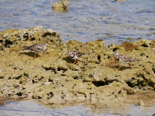 Trois chevaliers gambette sur une plage de Guadeloupe