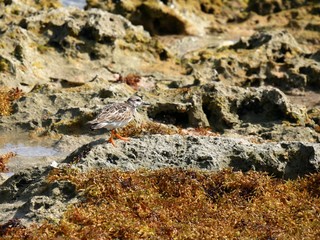 Chevalier gambette sur une plage de Grande-Terre en Guadeloupe