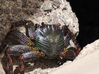 Black crab on the rocks