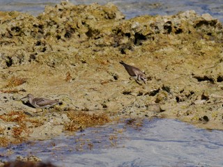 Chevalier pattes jaunes et gravelot à collier interrompu sur le litoral guadeloupéen