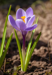 Beautiful violet crocus in the spring garden. Spring primroses. One beautiful flower close up. Selective focus.