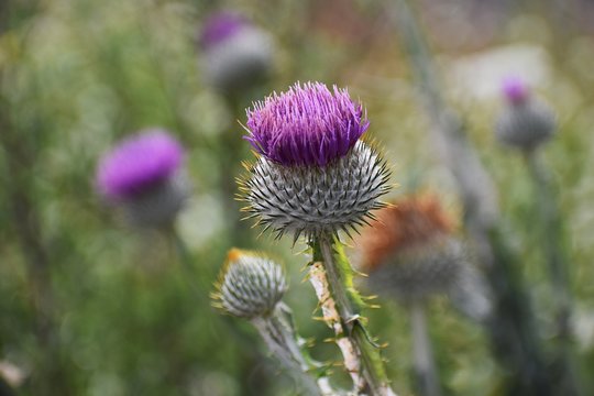 Thistle flowers, growing in the garden. Onopordum acanthium, cotton thistle or Scotch thistle is a flowering plant in the family Asteraceae.