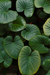Green leaf vintage backdrop style pattern freshness background texture.