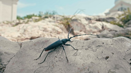 Black Longhorn beetle (long-horned or longicorns bug) with long antennaes. Wildlife european insect on walking rock stone on sunny summer day.