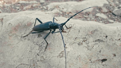 Close UP of Black Longhorn beetle (long-horned or longicorns bug) is cleaning long antennaes using legs. Wildlife european insect on rock stone on sunny summer day.