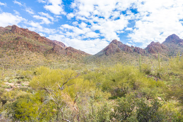 Tucson Mountains and a variety of desert plants