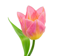 Macro of pink tulip isolated on white background, clipping path