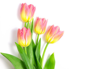 Pink tulips on white background, springtime bouquet