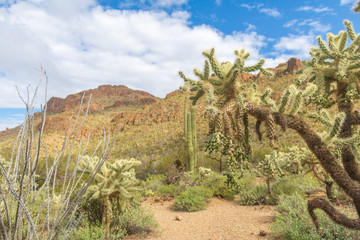 A cholla cactus frames a path through the desert
