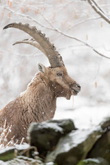 Alpine ibex in the mountains (Capra ibex)