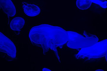 Blurred blue jellyfish with a black pattern background