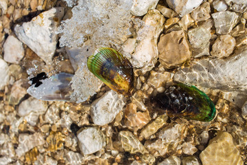  sea ​​shells on ice