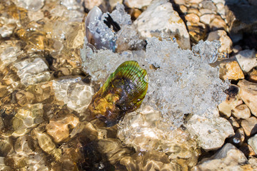 sea ​​shells on ice