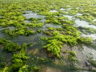 coral rock. with various types of seaweed at low tide. natural green grass. natural coral rock. as background