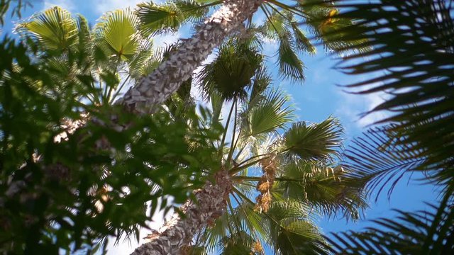 Spinning under palm trees in slow motion 180fps