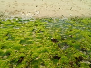 coral rock. with various types of seaweed at low tide. natural green grass. natural coral rock. as background