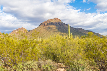A single mountain with mesquite trees and saguaro cacti