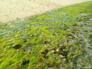 coral rock. with various types of seaweed at low tide. natural green grass. natural coral rock. as background