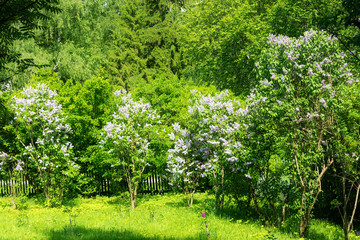 Fototapeta na wymiar Blooming lilac bushes in spring garden on a sunny day