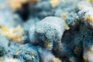 Obraz premium Mold grown in petri dishes in the laboratory. Macro close-up of penicillin mold.