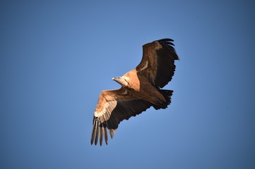 buitre leonado en vuelo