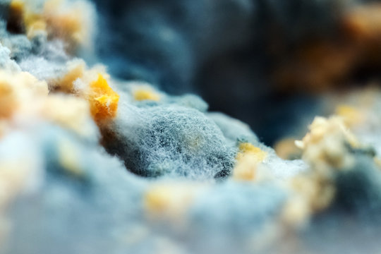 Mold Grown In Petri Dishes In The Laboratory. Macro Close-up Of Penicillin Mold.