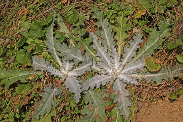 Distel Rosette