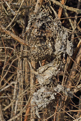 verlassenes Wespennest