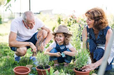 Senior grandparents and granddaughter gardening in the backyard garden.