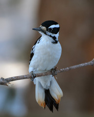 Hairy Woodpecker perched on a branch