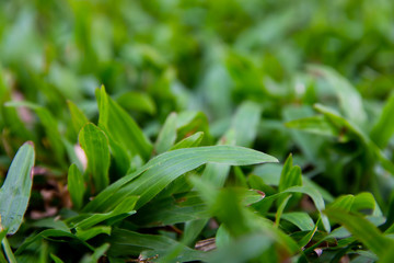 Grass Texture. Close up Green grass leaves in the garden.