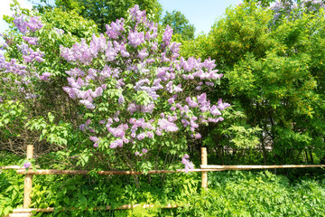 Blooming lilac bush with purple flowers against clear blue sky